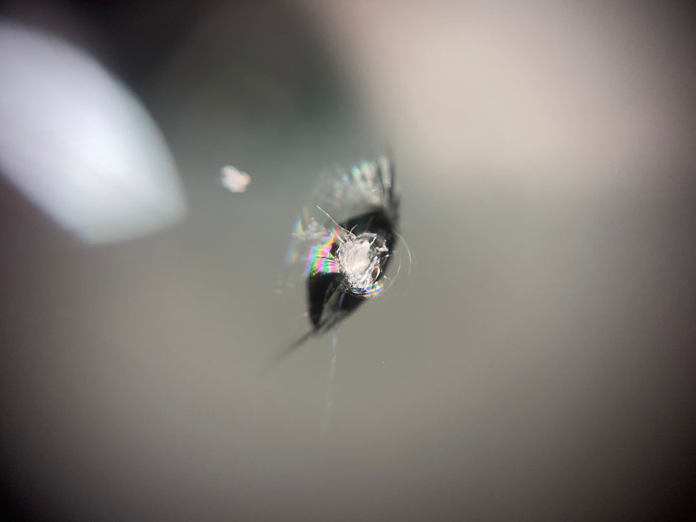 ウインドリペア ビーウイング(危険度レベル3)