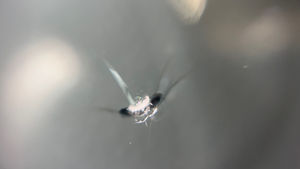 ヴォクシー飛び石修理