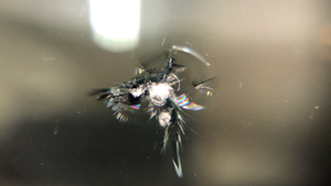 飛び石被害が増える季節です。