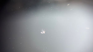 小さな飛び石傷修理(チッピング)