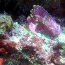 poisson_feuille_gb.jpeg