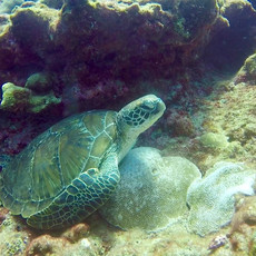 tortue_gb.jpeg