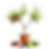 Fingerlime - brown and green.png