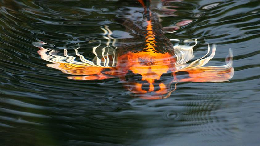 Koi
