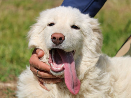 急げ!犬の熱中症対策!