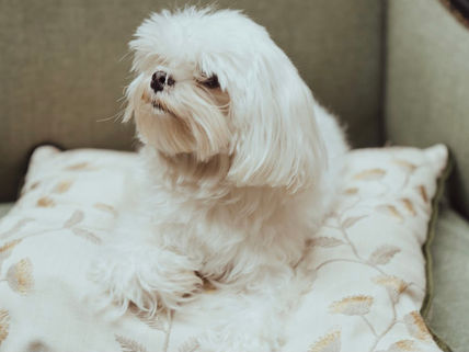「犬界の貴族」こと、マルチーズ!