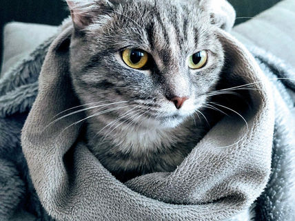 犬・猫たちに服は必要?!