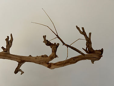 Will_Jackson_Nichols_Stick_.jpeg