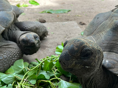 Will_Jackson-Nichols_Tortoise_Selfie.jpeg