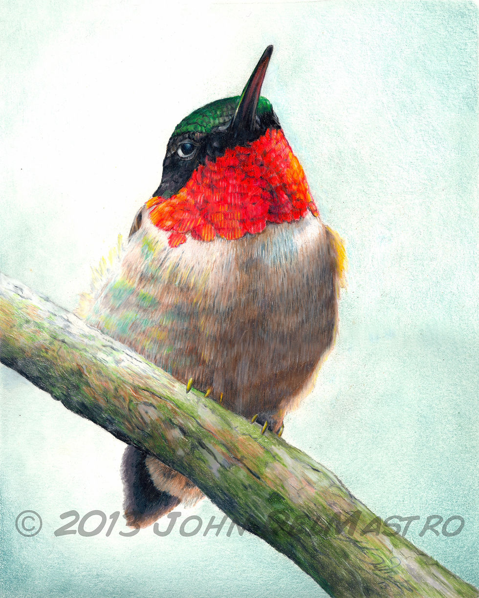 Bazinga - the hummmingbird