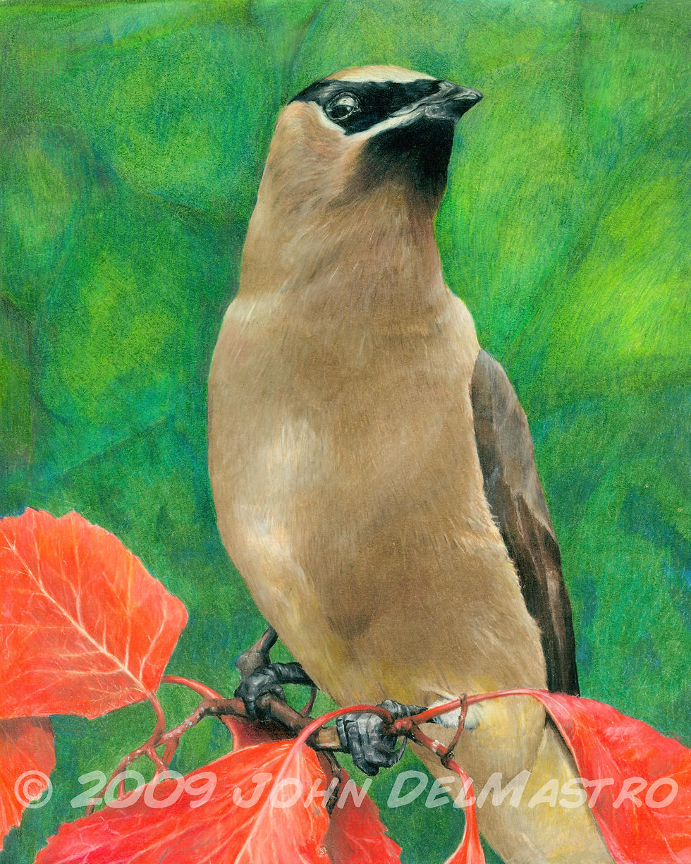 Joy - portrait of a cedar waxwing