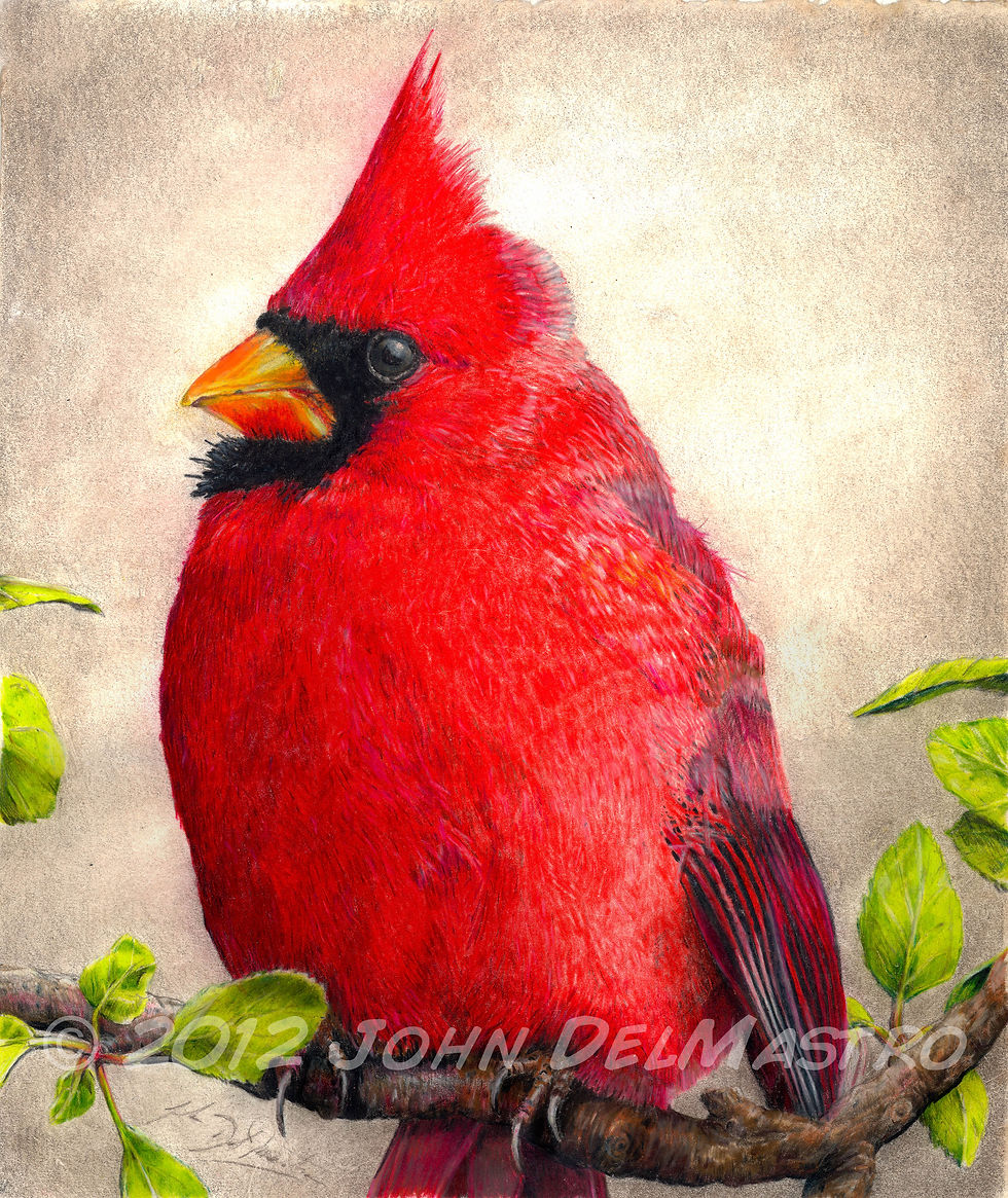 Ron - the cardinal