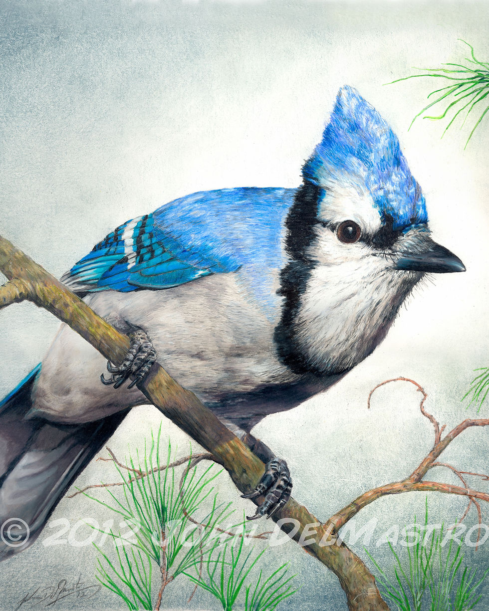 Big Blue - portrait of a blue jay