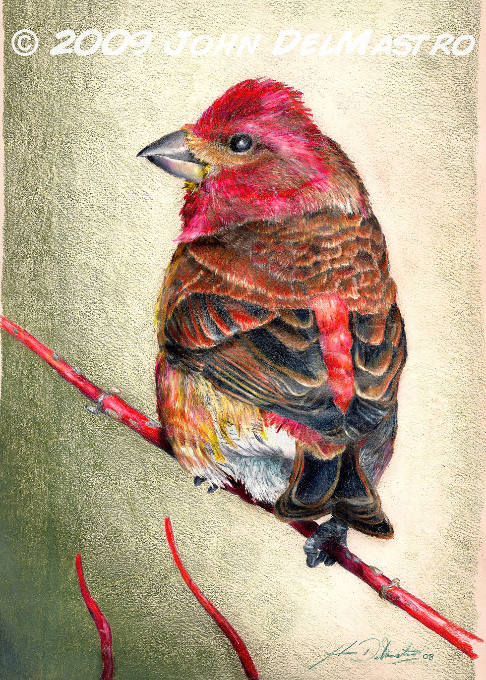 Rad - the purple finch