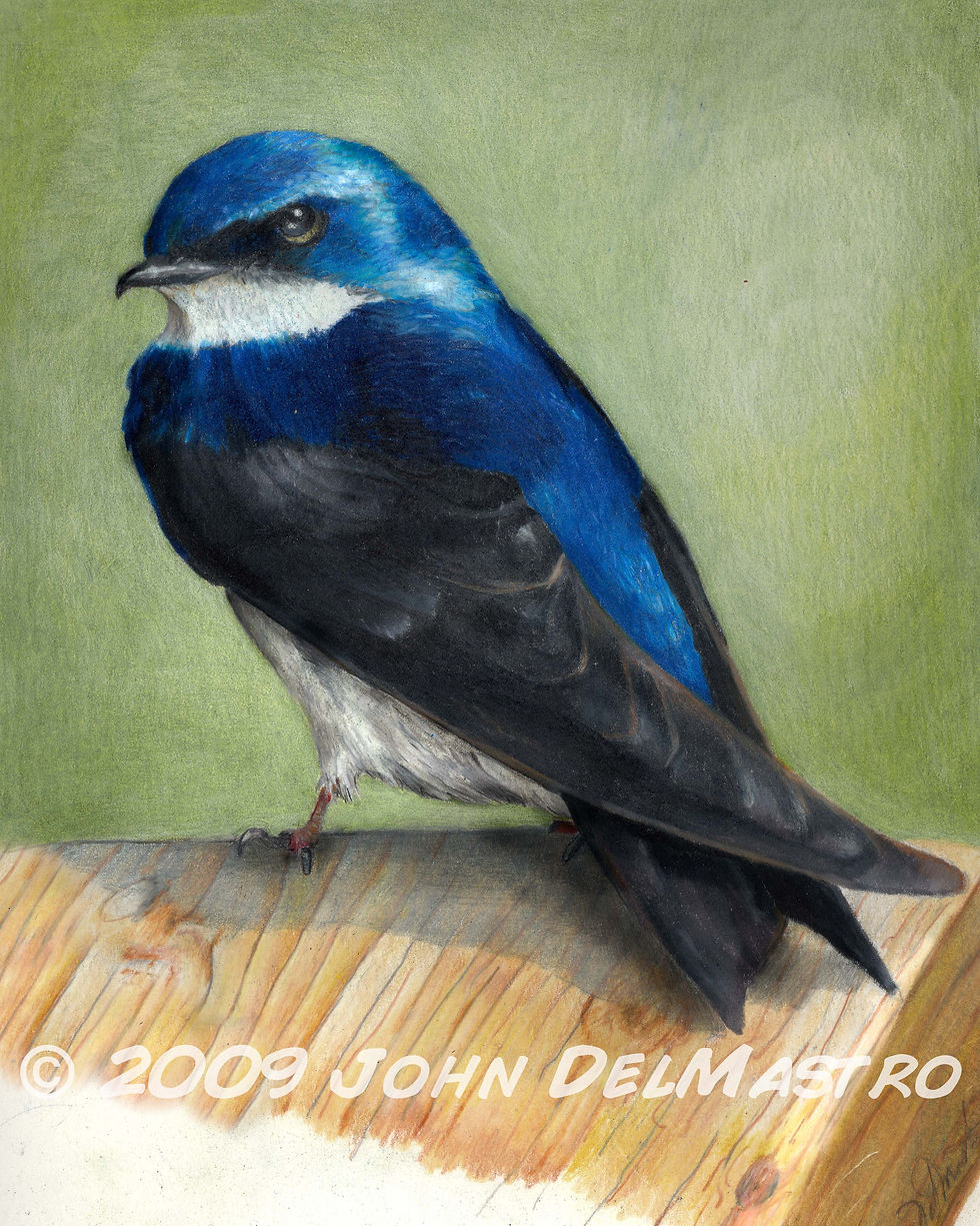 Ace - portrait of a swallow