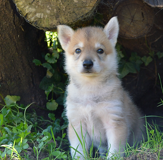 Chiot Tamaskan dans une forêt