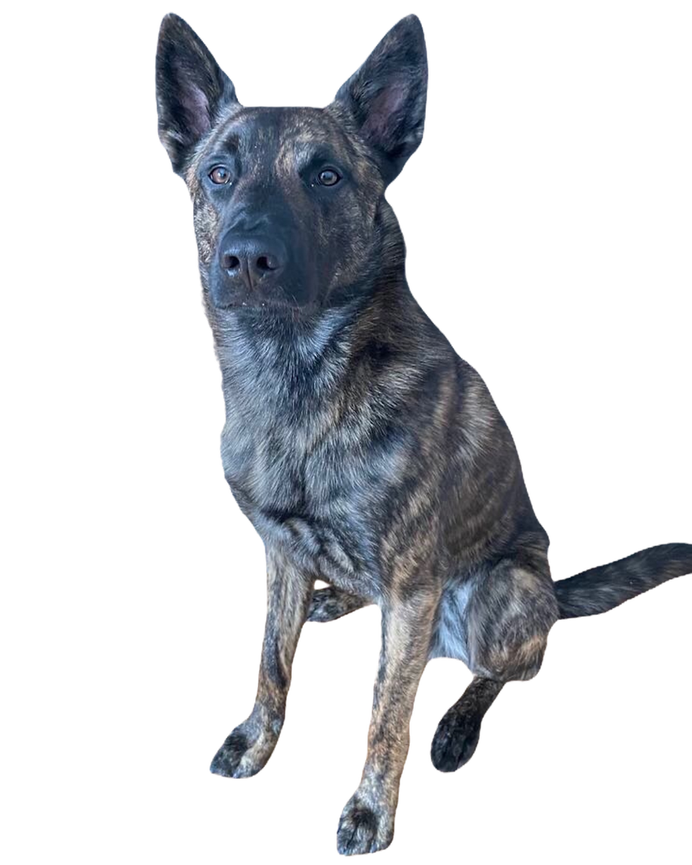 Berger hollandais assis Indy