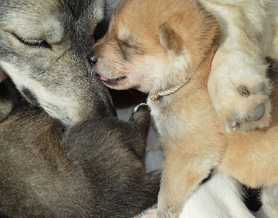 Chiot Tamaskan roux avec sa maman grise