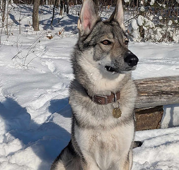 Chien tamaskan élevage