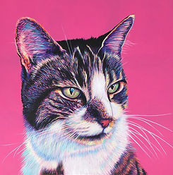 Tabby & White on Pink