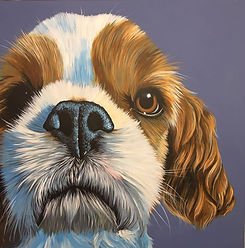 Spaniel on Grey