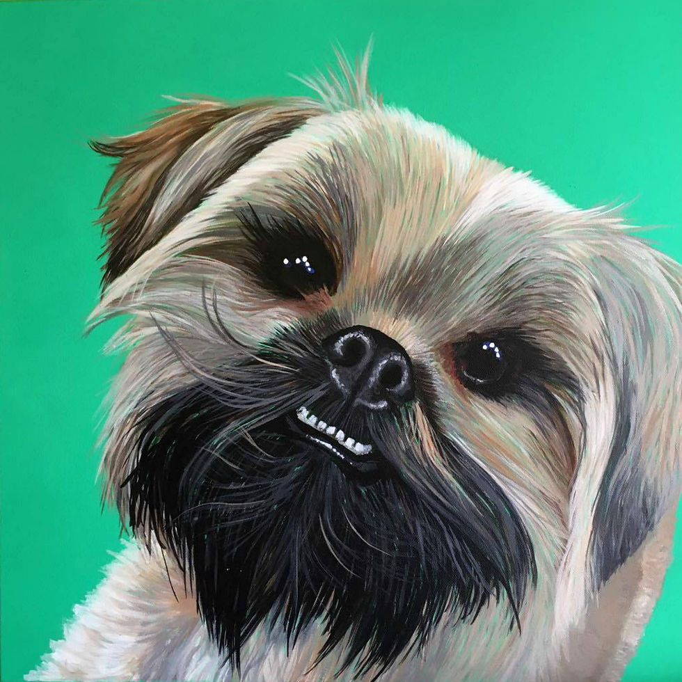 Shih Tzu on Emerald