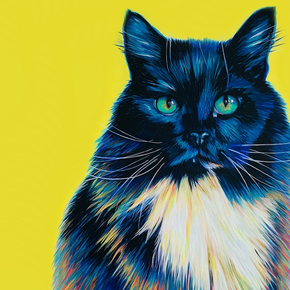 Black cat on yellow