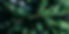 Forest Road_edited.jpg