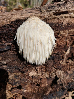 Lions Mane