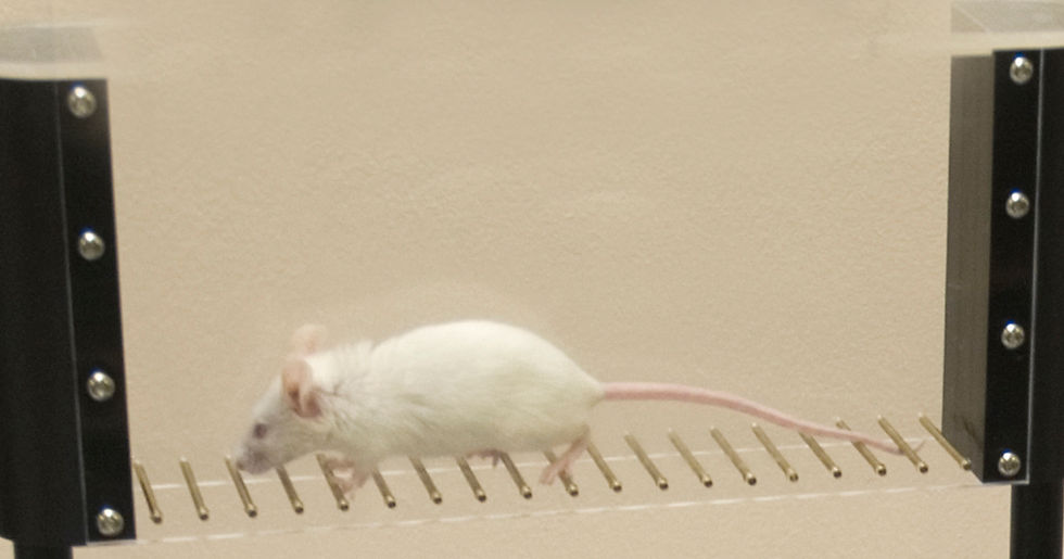 white mouse in cage.jpg
