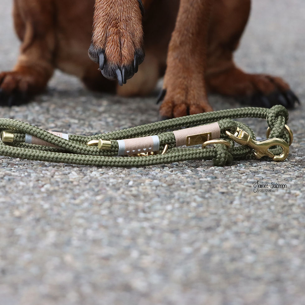 Miniaturbild: Hundeleine mit Bolzenkarabiner