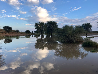Kgalagadi - from Desert to Flower Fields (& a new tour to Mana Pools)