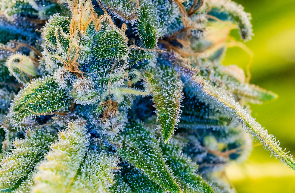 Test Results Desert Bloom Re Leaf