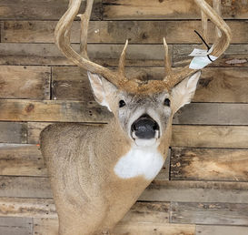 wall pedestal shoulder mount