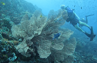 Giant sea fan w-Bernie - V.I. -Screenshot 2025-07-07 171417.png