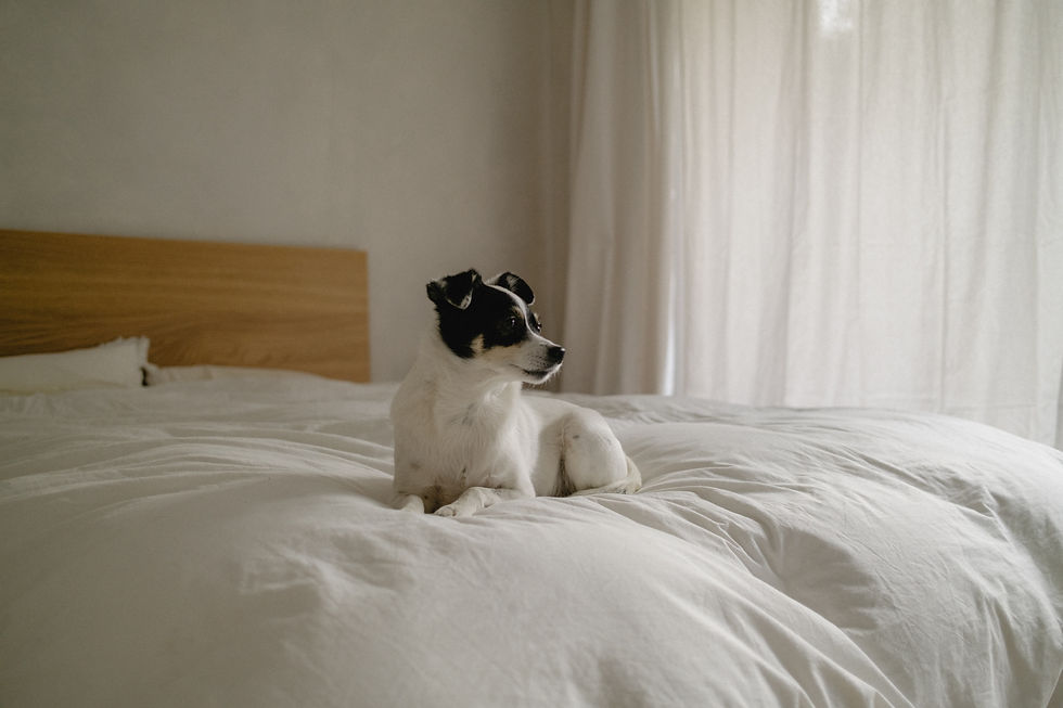 kaboompics_relaxed-pet-in-sunlit-bedroom-cozy-home-interiors-with-dog-35271.jpg