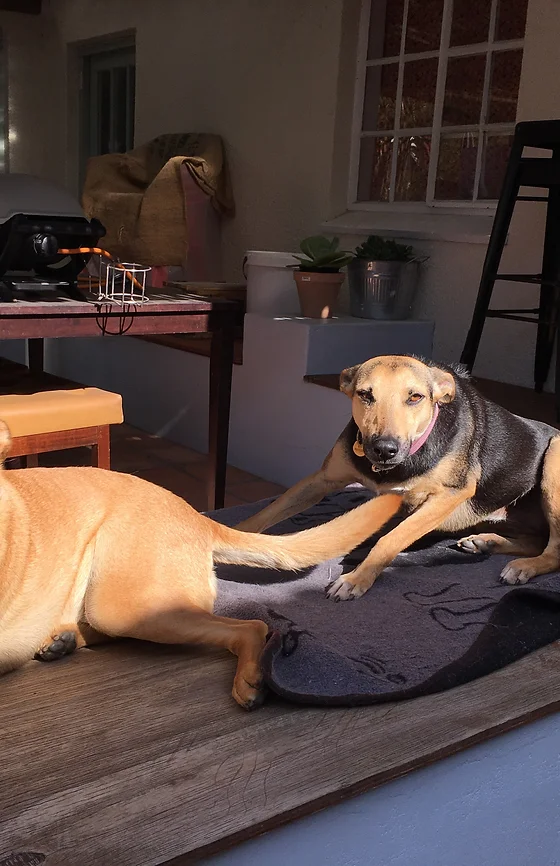 Homesit Cape Town Has Reliable House Sitters And Pet Sitters For You