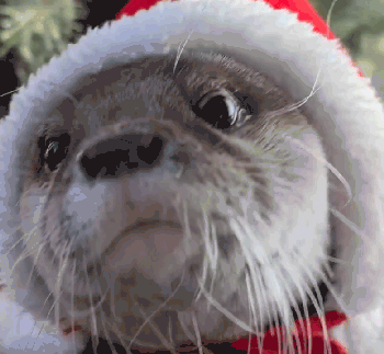 otter-christmas-otter.gif