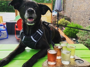 Bring The Pooch To These Pet-Friendly Venues In Berrien County