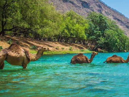 Camels in the water