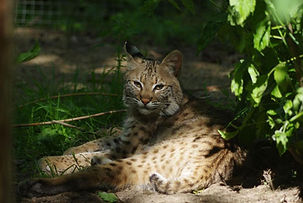 lynx