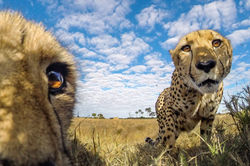 Selfie