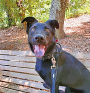 A happy, black dog on a park bench