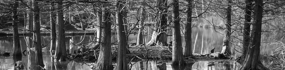 Trees Reflection in the Water