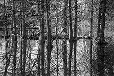 Bomen weerspiegeling in het water