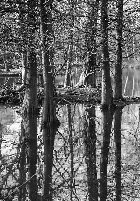 Trees Reflection in the Water