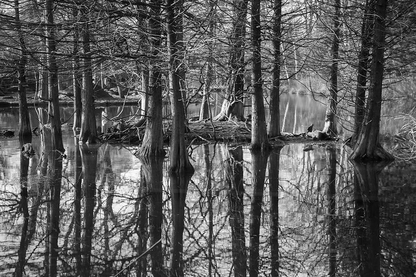 Bosque blanco y negro