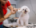 Dog Grooming