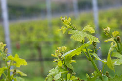 image00011