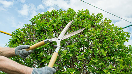 Tree-Trimming.jpg